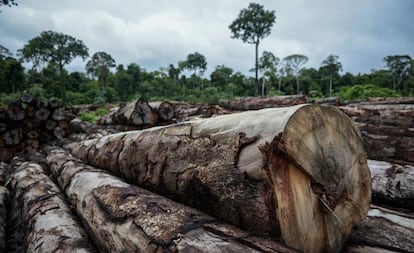 Madeira de extração ilegal apreendida em abril pelo Ibama Terra Indígena (TI) Pirititi, no sul de Roraima.