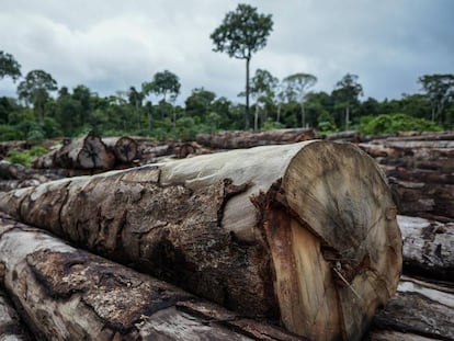 Madeira de extração ilegal apreendida em abril pelo Ibama Terra Indígena (TI) Pirititi, no sul de Roraima.