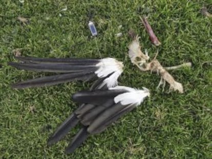 Restos de Max encontrados el miércoles.