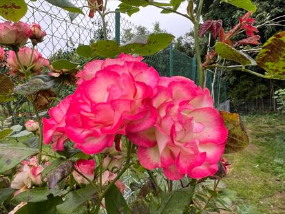 Rafa García esquejó estas rosas de la planta que le descubrió su abuelo José María.