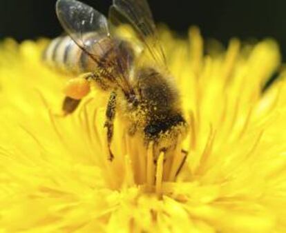 Una abeja recolecta polen de un diente de león. EFE/Archivo