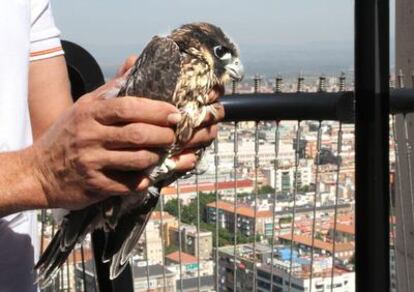 Un polluelo de halcón peregrino listo para volar en los cielos de la capital.