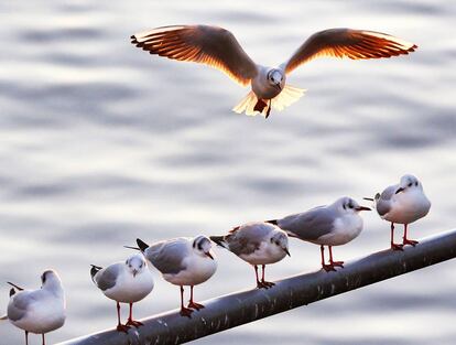 Una gaviota trata de posarse en un palo ocupado sobre el río Main en Francfórt (Alemania).