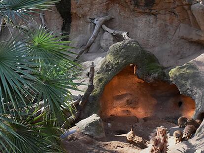 Un grupo de suricatas y mangostas junto al foco de calor.