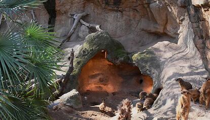 Un grupo de suricatas y mangostas junto al foco de calor.