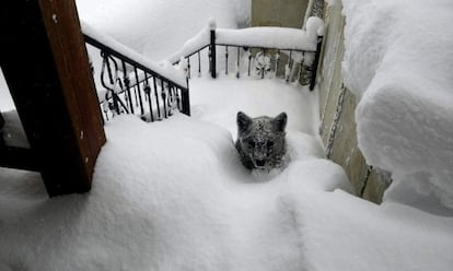 The bear cub that Óscar Montero found on his doorstep last weekend.