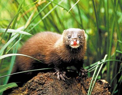 El visón europeo se caracteriza por las manchas blancas que tiene tanto en el labio superior como en el inferior. El visón americano, una de sus mayores amenazas, o no tiene o las presenta solo en el inferior.