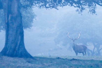 Un ciervo, en la sierra de Andújar.