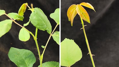 Jack Satterlee, a postdoc in CSHL's Lippman lab, stuUsando un virus para silenciar el gen de las espinas, investigadores del INRAE francés lograron reducir al mínimo (izquierda) las espinas de una variedad de rosas espinosas (derecha).