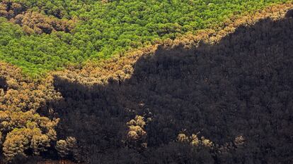 En la imagen, parte de las 9.670 hectáreas de bosque quemado en el verano de 2021 en sierra Bermeja (Málaga).