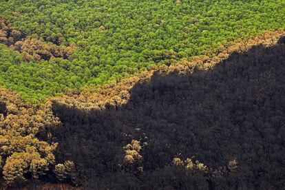 En la imagen, parte de las 9.670 hectáreas de bosque quemado en el verano de 2021 en sierra Bermeja (Málaga).