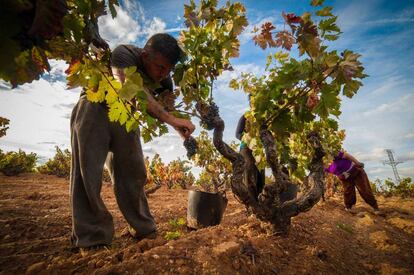 Imagen de la vendimia del año pasado en la Ribera del Duero.