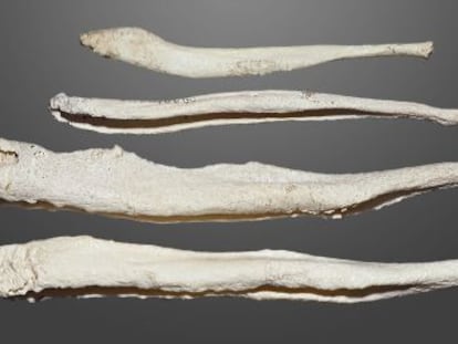O báculo é um osso extraesquelético e ajudou os primatas a vencer no jogo do acasalamento