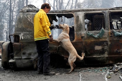 Karen Atkinson, 'marine' estadounidense, busca restos humanos con su perro, 'Echo', en una camioneta destruida por los incendios en California (EE UU).