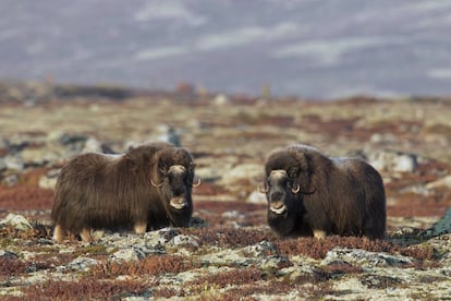 Muchos no saben que, a pesar de su formidable tamaño y aspecto, el buey almizclero (‘Ovibos moschatus’) pertenece a la familia de las cabras y las ovejas. Este enorme animal de media tonelada y aspecto prehistórico, vestigio de la última Edad del Hielo, tiene muy malas pulgas y cierta tendencia a cargar contra quien no le cae bien, algo que conviene recordar durante esta ruta que atraviesa Noruega y discurre a los pies del monte Snøhetta (2.286 metros), por el interior del sublime parque nacional <a href="https://dovrefjell-sunndalsfjella.no/moskus/moskusstien" target=""> Dovrefjell-Sunndalsfjella </a>, recorriendo uno de los más imponentes paisajes montañosos de Europa, en plena tundra ártica, con renos que mordisquean líquenes y un frío penetrante todo el año. Es una caminata de un día que supone una gran aventura y que permite ver de cerca la única especie de buey almizclero de Europa. Comienza en Kongsvold y finaliza en Gronbakken, en un recorrido de 15 kilómetros.