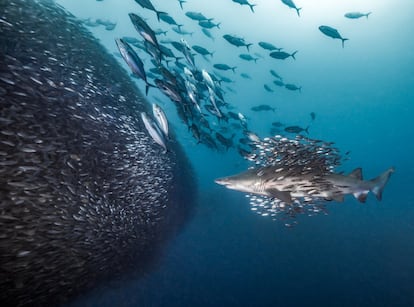 Um tubarão tigre da areia rodeado de iscas se aproxima da enorme bola de iscas que cobriam os restos do naufrágio do Caribsea, próximo de Morehead City, na Carolina do Norte.