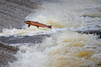 Un salmón salvaje en un río escocés.