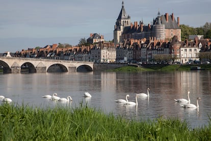 Un grupo de cisnes en el río Loira. Al fondo, el castillo de Gien Loire. 