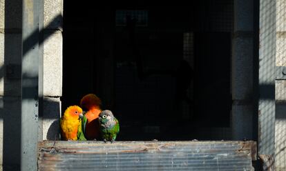 Tres pájaros silvestres toman el sol en el Centro de Recuperación de Animales Silvestres de Madrid, el 15 de diciembre de 2023.