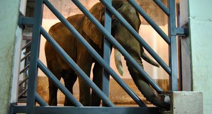 Pambo, el elefante brasile&ntilde;o, a su llegada al Bioparc de Valencia.