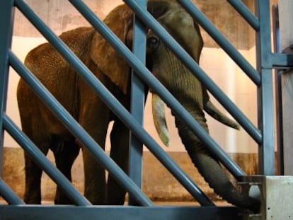 Pambo, el elefante brasileño, a su llegada al Bioparc de Valencia.