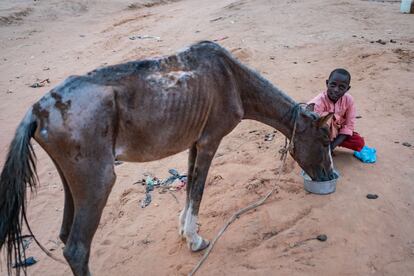 Un niño da agua a una mula en el campo de Adre, el pasado 19 de septiembre. Según los registros de Acnur, cerca de la mitad de los refugiados que llegan a Chad huyendo del conflicto en Sudán son menores.