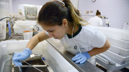 A specialist examines the virus in a laboratory in Campinas, Brazil.