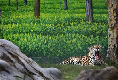 Un jaguar bosteza en el recinto en el que vive dentro del zoo Alipoor de Calcuta, India.