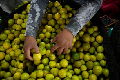 Un vendedor de limón en un mercado de productos agrícolas en las afueras de Lima, Perú.