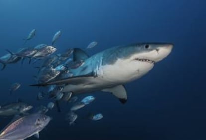 Un gran tiburón blanco en las aguas de las islas Neptuno, al sur de Australia.