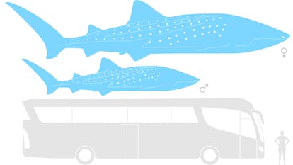 Tamaño comparado. Longitud media de un tiburón ballena ('Rhincodon typus') hembra (14,5 metros), macho (9 m) y un autobús de pasajeros (12,4 m).