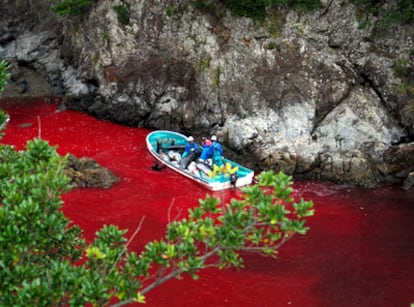 Foto sin fechar facilitada por el Centro de Conservación Marítima Shepherd que muestra a un grupo de pescadores del pueblo de Taiji capturando delfines en medio de un mar rojo por la sangre de los animales.