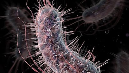 Los investigadores han manipulado una cepa de bacteria Escherichia Coli.