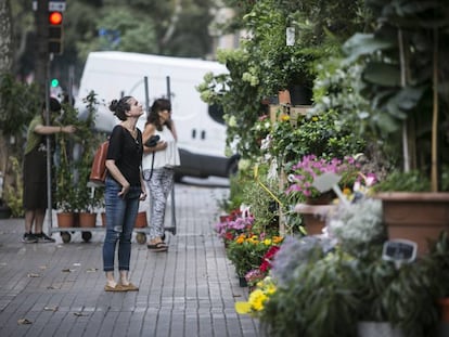 Una dona observa les plantes de la floristeria Navarro.