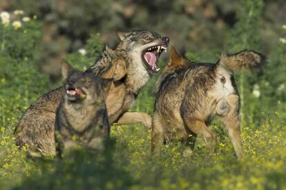 Imagen de 'Barbacana, la huella del lobo'.