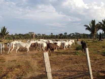 Gado em uma propriedade dentro da Reserva Rio Ouro Preto, em Rondônia, em julho de 2019.