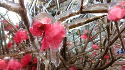 Outras temperaturas negativas registradas, ainda de acordo com a Climatempo, foram: -6,8°C em Urupema (SC), -6°C em Urubici (SC) e -4,8°C em Água Doce (SC)