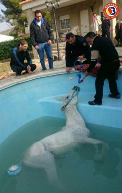 Bomberos del Consorcio Provincial de Valencia rescatan al caballo del interior de una piscina en Llíria.