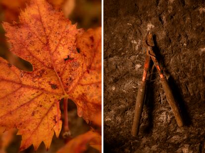 El otoño es una de las mejores épocas del año para visitar regiones vinícolas.A la derecha, tijeras de poda manuales.