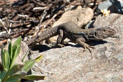 Las especies más grandes de este género de lagarto (Gallotia galloti) se han extinguido o están muy amenazadas.