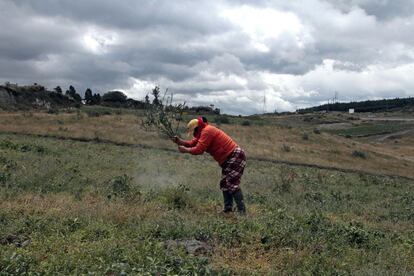 Una mujer intenta limpiar del pasto la ceniza expulsada por el volcán Cotopaxi para evitar que su ganado se envenene.