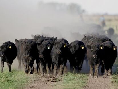 Un grupo de terneros en un rancho situado a un centenar de kilómetros de Buenos Aires, Argentina.