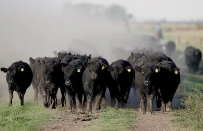 Un grupo de terneros en un rancho situado a un centenar de kilómetros de Buenos Aires, Argentina.