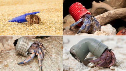 Hermit crabs using debris instead of natural shells.