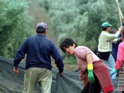 Jornaleros, durante la cosecha de aceituna.