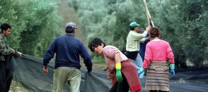 Jornaleros, durante la cosecha de aceituna.