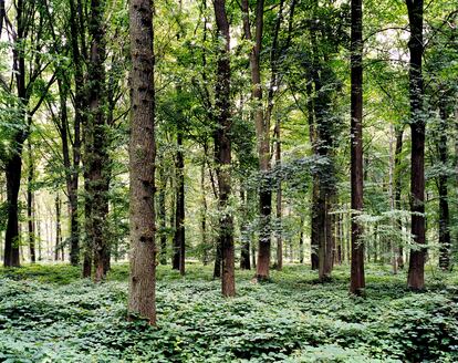 Bosque en el que tuvo lugar la batalla del Somme (Francia) en 1916, retratado en 2002 por Tomoko Yoneda.