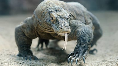 Un dragón de Komodo.