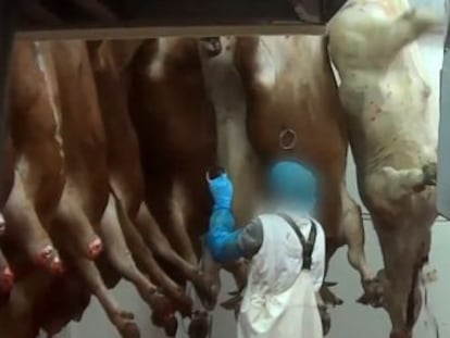 El sufrimiento de las vacas antes de morir es incuestionable  reciben estimulación eléctrica sin ser aturdidas, cuando la legislación obliga a que el animal ya esté muerto