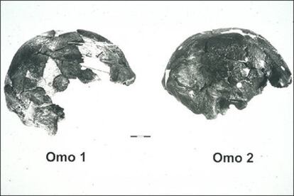 Los cráneos <i>Omo I</i> y <i>Omo II</i>, descubiertos en 1967 en Etiopía.